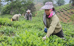 Nông dân vùng cao biên giới Lào Cai vào vụ thu hoạch chè