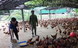 Cả làng ở Hà Tĩnh nuôi gà chạy trên cát, bán vài ngàn con hết veo, nhà nào nuôi nhà đó khá giả