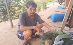 Ở một ngọn núi ở Điện Biên, bất ngờ thấy cả trăm con lợn rừng đòi ăn, gà đặc sản chạy lung lung