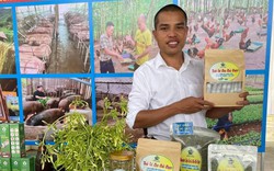Anh nông dân ở Hòa Bình biến hàng vạn cây đu đủ đực thành trà dược liệu