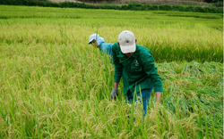 Lai Châu: Vụ lúa Đông Xuân được mùa, được giá, nông dân Nậm Nhùn phấn khởi
