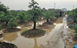 Hải Phòng: Hàng trăm hécta hoa, cây cảnh và hầu hết các tuyến phố nội thành bị ngập úng nặng do mưa lớn