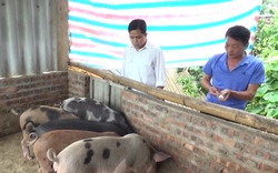 Vaccine dịch tả lợn châu Phi - giải pháp chủ động bảo vệ đàn lợn ở vùng cao Sơn La