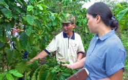 Ông nông dân Gia Lai trồng 3 loại cây lâu năm, 1 loại cây ra hạt ai cũng ăn, thu về tiền tỷ