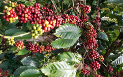 Giá cà phê ngày 13/6: Xuất khẩu cà phê của Việt Nam giảm 50% trong 5 tháng