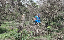 Vụ hơn 100 hộ trồng sầu riêng, chôm chôm gửi đơn "cầu cứu" lãnh đạo tỉnh Vĩnh Long có liên quan đến nước mặn