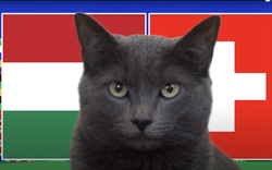 Mèo tiên tri Cass dự đoán kết quả trận Hungary vs Thuỵ Sĩ (20h ngày 15/6)