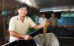 Nuôi con đặc sản trên cạn, lấy tay bốc lên toàn con to bự, một ông nông dân Bà Rịa-Vũng Tàu bán 100.000 đồng/kg