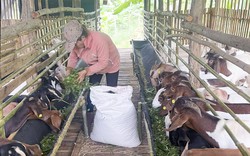 Nuôi dê ở một nơi của Khánh Hòa, ngành chức năng đang muốn thu hút khách du lịch, nông dân hào hứng