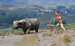 Dân mạng "ố, á" ngạc nhiên bởi top khách Tây làm điều "lầy lội" này ở Sa Pa