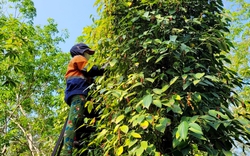 Hạt này tăng giá cái vù, ở một nơi của Bà Rịa-Vũng Tàu loại "cây bỏ bê" nay hóa ra "cây vàng đen" đang hot