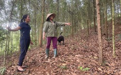 Vốn chính sách giúp hội viên nông dân xã Đông Lai nâng cao thu nhập, giảm nghèo