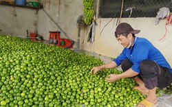 Thứ cây lá thơm, quả chả có hạt này trồng thành công ở Tây Ninh, dân bẻ đến đâu thương lái mua đến đó