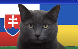 Mèo tiên tri Cass dự đoán kết quả Slovakia vs Ukraine