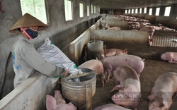 Giá lợn hơi cao nhất trong 5 năm qua, giá gà công nghiệp cũng tăng, thị trường diễn biến "trái quy luật"