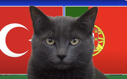 Mèo tiên tri Cass dự đoán kết quả Thổ Nhĩ Kỳ vs Bồ Đào Nha