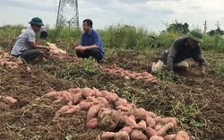 Hội Nông dân tỉnh Bắc Ninh hỗ trợ tiêu thụ hơn 47 tấn khoai lang cho nông dân Lương Tài