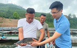 Loại cá bơi như "tàu ngầm" này đem lên núi nuôi tại một nơi nước mênh mông ở Tuyên Quang, bắt lên con to bự