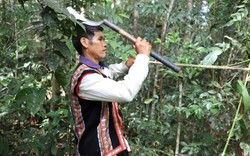 Vô rừng ở Đắk Nông, dân chặt thứ dây, loại lá từ cây mọc hoang dại về làm món đặc sản hễ ăn là mê