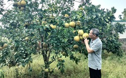 Phong trào thi đua sản xuất, kinh doanh giỏi tạo động lực để nông dân Tân Lạc làm giàu