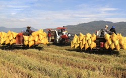 Viện Lúa gạo IRRI tin cậy Việt Nam để trồng lúa chất lượng cao, phát thải thấp