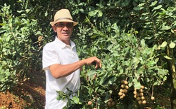 Ở một thôn khá giả tại Lâm Đồng, có ông Tuệ trưởng thôn đi đầu trồng mắc ca, bỏ túi hàng trăm triệu đồng