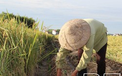Một xã ở tỉnh Thái Bình, lúa còn chưa gặt nông dân đã rẽ lúa, đặt bầu gieo một loại cây màu mới