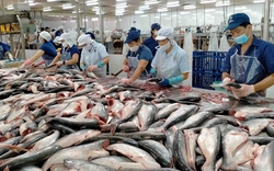 Xuất khẩu cá tra dần khởi sắc, lợi nhuận của Vĩnh Hoàn sẽ cải thiện mạnh?
