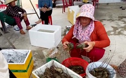 Con vật nuôi chủ lực bán đắt tiền ở một thị xã của Phú Yên vẫn chết, ngành chức năng khuyến cáo điều này