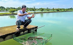 Nuôi loài cá chình đặc sản thoạt nhìn như rắn, bán 4 tấn/năm, ông nông dân Cà Mau thu 1,5 tỷ