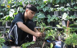 
Không theo kiểu "mạnh ai nấy chơi", nhiều người ở TP.HCM cùng tham gia tổ hợp tác trồng kiểng lá độc đáo