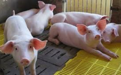 Giá lợn hơi biến động trái chiều, không còn tỉnh nào có mức giá 70.000 đồng/kg