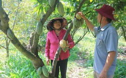 Thứ cây mới lạ này đang trồng thành công ở Đắk Lắk, trái to bự mọc treo đầy thân, dân bán là hết veo