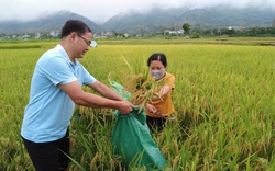 Đánh giá mô hình trình diễn phân bón hữu cơ Sông Lam Tây Bắc trên giống lúa thuần chất lượng Hà Phát 3