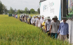 Mô hình trồng lúa bền vững hướng đến tương lai: Nhà nông thu lợi cả kinh tế và kiến thức