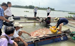 Nơi một hồ nước ngọt nổi tiếng Đồng Nai, vì sao dân nuôi cá lại buộc phải di chuyển vị trí đặt bè?