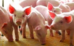 Giá lợn hơi tăng trở lại, nhiều tỉnh ở miền Bắc và miền Tây lấy lại mốc giá 70.000 đồng/kg