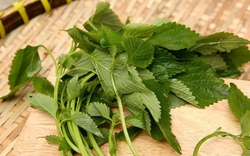 Loại rau thơm đặc trưng cho ẩm thực Việt lại là “thảo dược vàng” cho sức khỏe