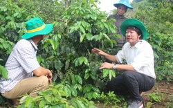 Sơn La: Canh tác cà phê thích ứng với biến đổi khí hậu 