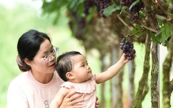Vườn nho hạ đen trĩu quả ở ngoại thành Hà Nội thu hút người dân đến check-in mỗi ngày