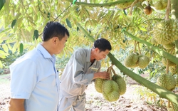 Trung Quốc đã thu hoạch những quả sầu riêng đầu tiên, sầu riêng Việt Nam có lo bị cạnh tranh? 