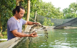 Nuôi thành công thứ "cá nhà giàu" ở Đồng Tháp, view hồ đẹp như phim, bán 500.000 đồng/kg