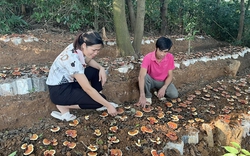 Loại nấm quý hiếm ở rừng nguyên sinh, nông dân Vĩnh Phúc thử trồng trong lán trại, ngờ đâu lãi to