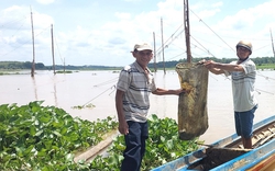 Ra dòng sông Sài Gòn chảy qua nơi này của Bình Phước, thấy dân kéo vó bè bắt toàn cá ngon