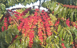 Robusta bước vào chu kỳ tăng giá mạnh mẽ trong 18 tháng qua