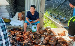 Nghệ An: Hệ thống điện gặp sự cố, 5.000 con gà chết la liệt, người dân xúm vào mua ủng hộ chủ trang trại