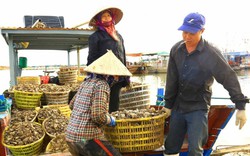 Ở một thị xã ở Quảng Ninh, dân giàu lên nhờ các loài thủy sản tươi ngon, có loài vật nuôi chả phải cho ăn