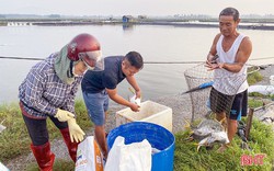 Một loại cá có vây vàng được nông dân Hà Tĩnh nuôi nhiều, lãi 300-400 triệu đồng/ha 