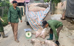 Hơn 42.000 con lợn phải tiêu hủy do bệnh Dịch tả lợn châu Phi, Thủ tướng chỉ đạo "nóng" 