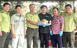 Một cơ quan chức năng ở Bình Định tiếp nhận vô số động vật hoang dã, có con tự dưng rơi xuống hồ cá